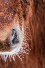 Horse nose