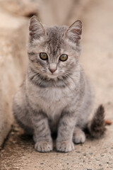 portrait of a grey kitten (cat)