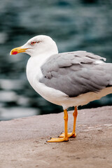seagull on a rock