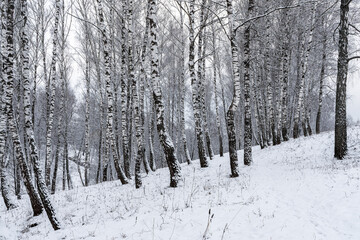 Birch grove after a snowfall on a winter cloudy day. Birch branches covered with snow.