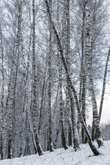 Birch grove after a snowfall on a winter cloudy day. Birch branches covered with snow.
