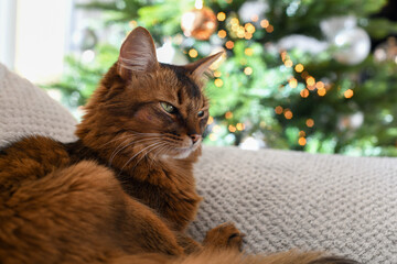 Chat roux somali au yeux verts avec sapin de noël et lumières en arrière plan