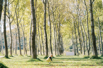 Little girl collects fallen leaves while bending over in a sunny forest among large trees