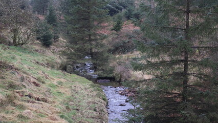 Serene Stream in the Woods