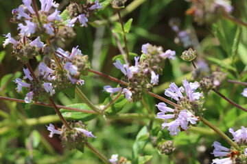 Black Sage, Salvia Mellifera, an appealing 
native synoecious perennial shrub displaying axillary cymose head inflorescences during Spring in the Santa Monica Mountains.