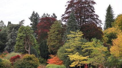 Autumn Forest Colors