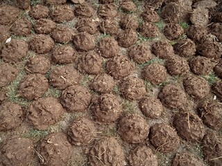 Dung cake landscape mode image keeping in sun shine 