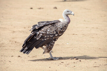 Geier in der Sahara