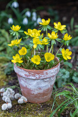 Winterlinge (Eranthis hyemalis) im Terracotta-Topf im Garten	