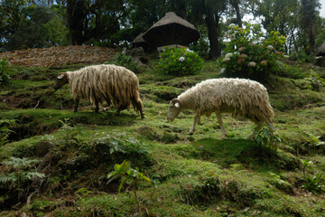 Obraz premium flock of sheep