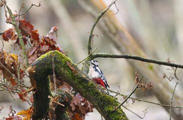 Woodpecker on a mossy tree, red-black bird on a tree trunk with moss, autumn scene with a great spotted woodpecker, great spotted woodpecker from the side, Dendrocopos major looking for food