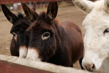 portrait of a donkey