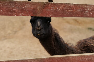Alpaca