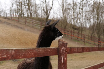 horse in the stable