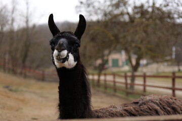 white alpaca in the farm