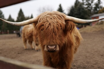 scottish highland cow