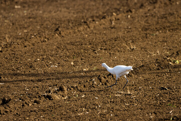 Garcilla Bueyera buscando alimento en un terreno de cultivo en la isla de Gran Canaria, España
