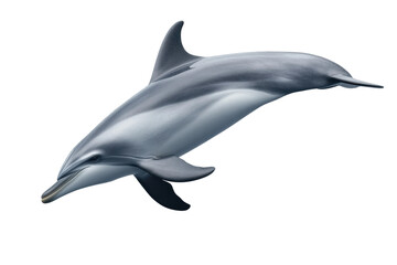 Obraz premium Dolphin swimming gracefully in clear water, cut out