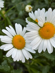white daisy flower