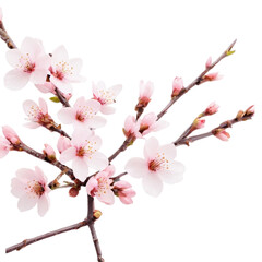 pink cherry blossom isolated, cherry blossom isolated on white, pink cherry blossom, Delicate pink cherry blossoms bloom on a white branch, capturing the beauty of spring's sakura season