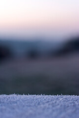 Frosty morning close ups.
