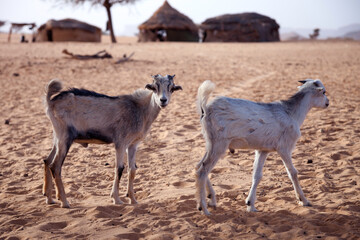 Ziegen in der Sahara