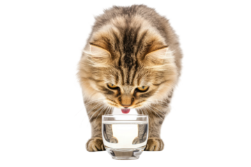 Grey cat jumping towards a glass of water, cut out