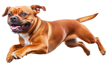 Obraz premium Happy dog jumping with excitement and joy, cut out