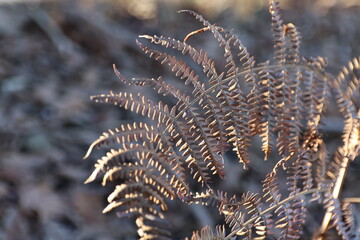 dry fern texture, warm autumn light