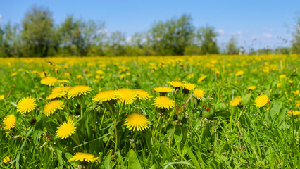 Yellow Dandelion Flowers. Spring Sunny Day Background. 