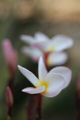 Fototapeta premium frangipani in laos