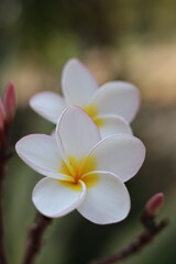 frangipani in laos