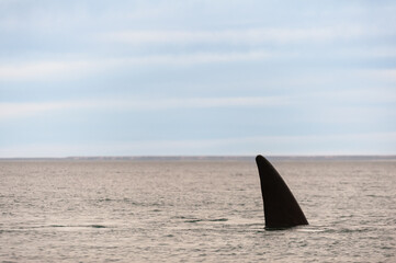 A majestic fin pierces the calm ocean surface, rising from the depths like a sentinel of the sea....