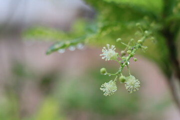 spring blossom in spring