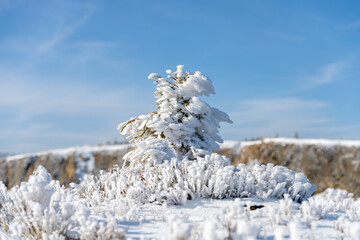 A serene winter landscape showcases a snow-covered tree standing alone among frost-covered shrubs. The sunlight illuminates the scene, creating a tranquil atmosphere.