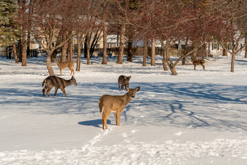 White-tailed Deer Feeding In The Snow On Crabapples Near The Crabapple Trees in An Urban Field In February In Wisconsin