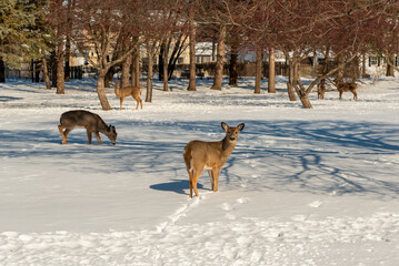 White-tailed Deer Feeding In The Snow On Crabapples Near The Crabapple Trees in An Urban Field In February In Wisconsin