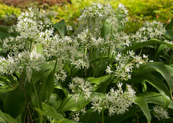 Wild garlic flowering in dappled sunlight.