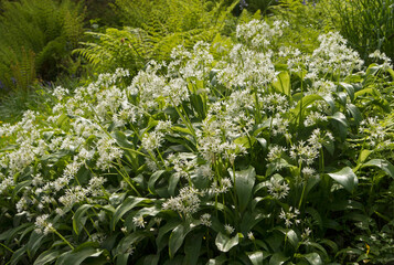Wild garlic with ferns