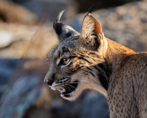 Iberian lynx close up portrait