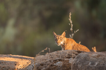 Iberian lynx in the wild