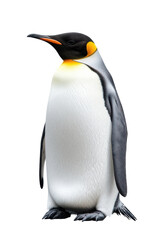 Obraz premium Penguin standing proud on white backdrop, cut out