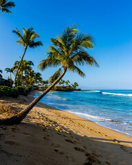 Palm Tree Leaning Over Napili Bay on The Kapalua Coastal Trail, Maui, Hawaii, USA