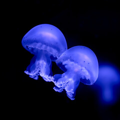 two pretty jellyfish underwater sea