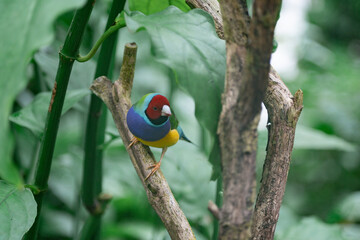 Beautiful colorful Gould-amandina (Gouldian finch) bird sitting on a branch in the rainforest.