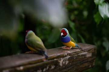 Beautiful colorful Gould-amandina (Gouldian finch) birds in the nature