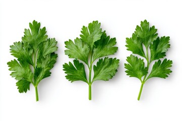 Parsley leaf isolated on a white background, flat lay, top view, photorealistic. Set of coriander leaves with stems, cut out from the plant