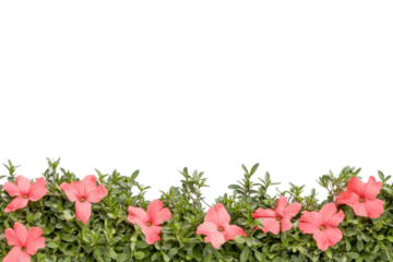 Charming pink blooms bounce among green, cut out
