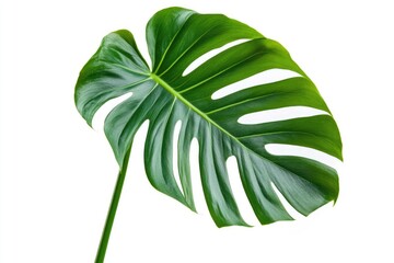 Fototapeta premium A split leaf philodendron (Monstera deliciosa) leaf, isolated