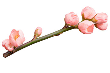 Fototapeta premium Delicate pink orchid branch in full bloom, cut out